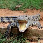 Nandankanan Zoo (7)